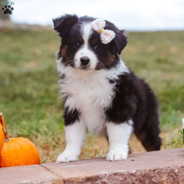 Lily, Miniature Australian Shepherd Puppy